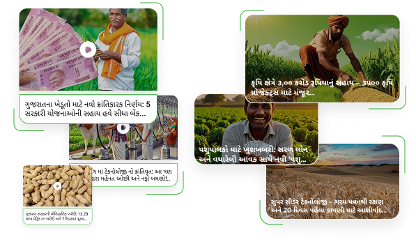 Gujarat market yard bhav