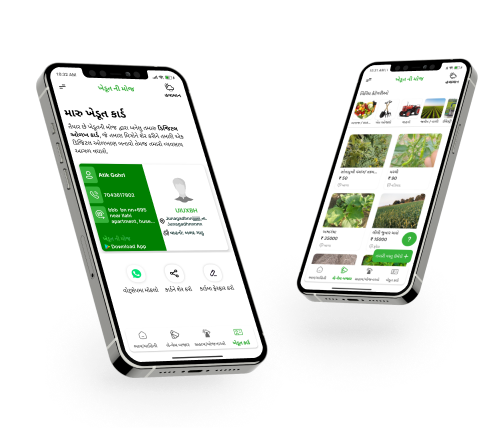 Gujarat market yard bhav